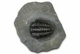 Detailed Pedinopariops Trilobite - Mrakib, Morocco #348137-3